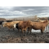 Image 7 : Cromer Cattle Company Inc. - 1000# September Delivery Heifers - 30 Head (Cromer, MB)