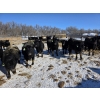 Image 8 : GDS Enterprises Ltd. - 860# February Delivery Steers - 128 Head (Burstall, SK)