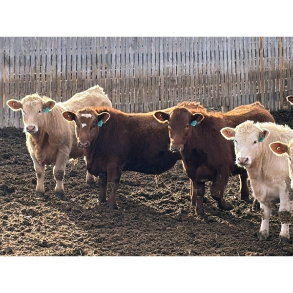 X Bar X Cattle Co. Ltd. - 1000# March Delivery Steers - 62 Head (Lomond, AB)