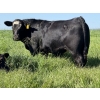 Image 3 : Leedale Farming - 830# September Delivery Steer Calves - 225 Head (Eckville, AB)