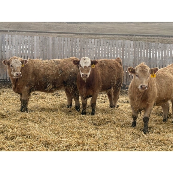 CCC Ranch - 15 November Delivery Dark Tan Bred Heifers (Coderre, SK)