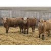 Image 1 : CCC Ranch - 15 November Delivery Dark Tan Bred Heifers (Coderre, SK)