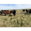 Image 4 : Marketa Land & Cattle - 1025# September Delivery Grass Steers - 120 Head (Botha, AB)