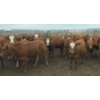 Image 7 : Amber Mountain Farms - 670# July Delivery Heifers - 73 Head (Vauxhall, AB)