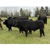 Image 5 : Taylor Family Farms - 740# October Delivery Steer Calves - 80 Head (Leslieville, AB)