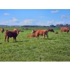 Image 7 : Horizon Ridge Farms - 700# Nov/Dec Delivery Steer Calves - 65 Head (Rimbey, AB)
