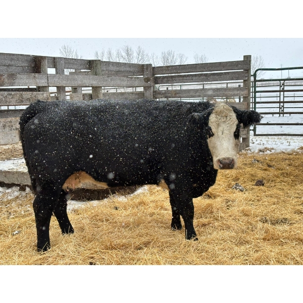 Hendricks Enterprises - 1 Mature Cow (Pen 516)