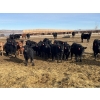 Image 2 : Babcock Livestock - 730# February Delivery Steers - 125 Head (Consort, AB)