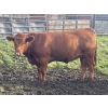 Image 8 : Regehr Land & Cattle - 1050# September Delivery Grass Steers - 59 Head (Winfield, AB)