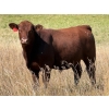 Image 3 : Rafter C Cattle Co. - 910# September Delivery Grass Steers - 58 Head (Lafleche, SK)