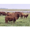 Image 2 : Malarky Farms - 35 Red/Red X Cow/Calf Pairs (Newdale, MB)