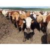 Image 10 : KC Hay & Straw - 985# September Delivery Heifers - 120 Head (Mossbank, SK)
