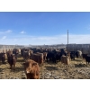 Image 3 : South Ridge Simmentals - 600# March Delivery Heifers - 105 Head (Monarch, AB)