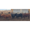 Image 7 : South Island Farms - 830# March Delivery Steers - 140 Head (Bow Island, AB)