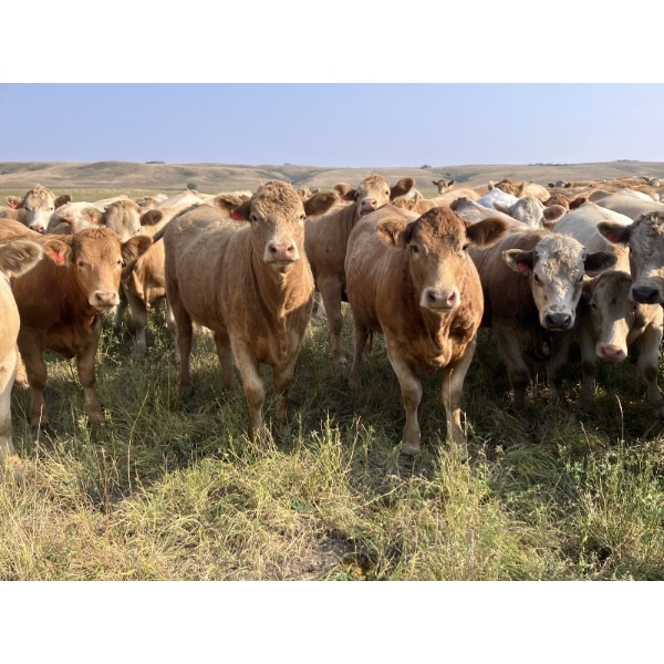 Westview Cattle Co. - 1075# September Delivery Grass Heifers - 114 Head (Consort, AB)