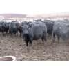 Image 9 : Cluny Colony - 770# October Delivery Weaned Steers - 60 Head (Cluny, AB)