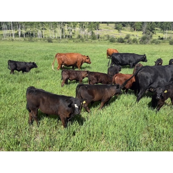 Devick’s Ranch - 585# October Delivery Steer Calves - 310 Head (Kamloops, BC)