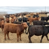 Image 11 : Chipping Hill Cattle Co. - 525# May Delivery Heifers - 65 Head (MacGregor, MB)