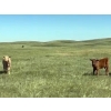 Image 9 : H&K Ranch - 590# October Delivery Steer Calves - 100 Head (Hilda, AB)