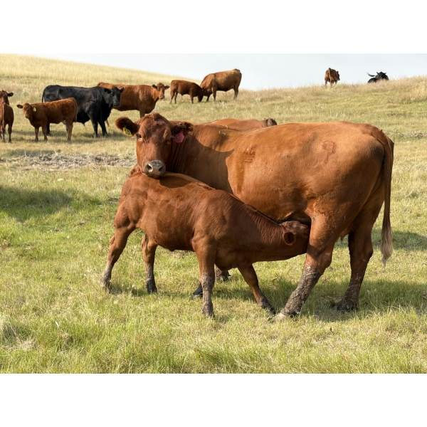 Evans Family (Gary, Carla & Keith) - 585# November Delivery Heifer Calves - 85 Head (Bassano, AB)