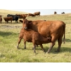 Image 1 : Evans Family (Gary, Carla & Keith) - 585# November Delivery Heifer Calves - 85 Head (Bassano, AB)
