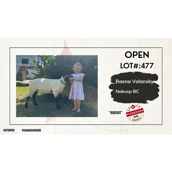 Open Sheep Carcass - Raena Volansky - Nakusp, BC