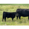 Image 13 : Brandin & Patrick Beasley - 525# October Delivery Steer Calves - 220 Head (Boggy Creek, MB)