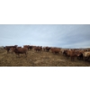 Image 9 : Cattlewood Farms Ltd. - 800# March Delivery Heifers - 215 Head (Stirling, AB)