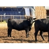 Image 4 : Brandt Boys Beef & Grain - 920# September Delivery Heifers - 65 Head (Tolstoi, MB)
