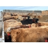Image 4 : Range 45 Ranch Ltd. - 900# March Weaned Steers - 210 Head (Dewberry, AB)