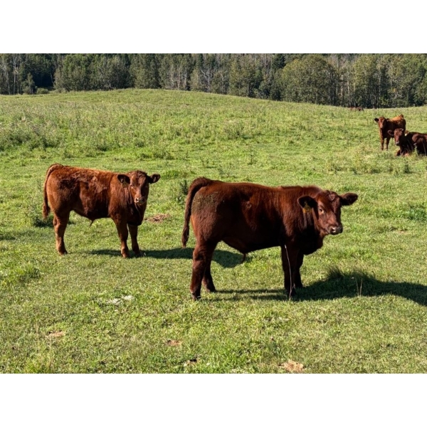 Jensen Farms - 620# October Delivery Steer Calves - 50 Head (Airdrie, AB)