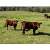 Image 1 : Jensen Farms - 620# October Delivery Steer Calves - 50 Head (Airdrie, AB)