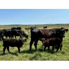 Image 2 : MG Cattle Co. Ltd. - 520# November Delivery Heifer Calves - 60 Head (Sangudo, AB)