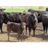 Image 5 : Kyle Torkelson - 10 Black 1st Calf Pairs (Millicent, AB)