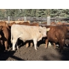 Image 4 : Alta Bar Ranch - 600# October Delivery Steer Calves - 100 Head (Rimbey, AB)