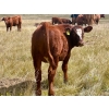 Image 7 : Wilson Grande Coulee Ranch - 650# Sept/Oct Delivery Steer Calves - 52 Head (East Coulee, AB) VBP+