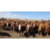 Image 2 : Ripple Rock Ranch - 925# June Delivery Heifers - 130 Head (Fincastle, AB)