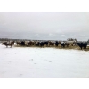 Image 9 : Merrick Campbell Herd Dispersal - 40 6, 7 & 8 Year-Old Bred Cows (Calahoo, AB) VBP+