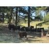 Image 1 : Willow Ranch/Keith & Shelley Ogilvie - 650# October Delivery Steer Calves - 90 Head (Kamloops, BC)