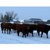 Image 5 : Munro Ranching - 10 Red Angus X March/April Calving Bred Heifers (Cochrane, AB)