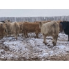 Image 9 : Lowe Ranches - 703# December Weaned Heifers - 99 Head (Nanton, AB)