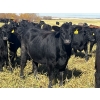 Image 2 : Kris Springer - 55 Black/BBF Simm/Angus X Bred Heifers (Foam Lake, SK)