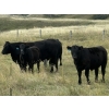 Image 7 : Logan & Shawni Jo James - 665# Oct/Nov Delivery Steer Calves - 80 Head (Drumheller, AB)