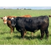 Image 2 : Holmes Cattle Co. - 1050# June/July Delivery Grass Steers - 60 Head (Cayley, AB)