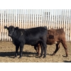 Image 5 : Two River Ranch - 935# Dec/Jan Delivery Heifers - 345 Head (Monarch, AB)