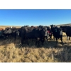Image 4 : Crane Lake Land & Cattle - 1000# October Grass Steers - 120 Head (Kerrobert, SK)