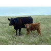Image 3 : Border View Ranch - 540# October Delivery Heifer Calves - 65 Head (Coronach, SK)
