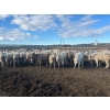 Image 2 : 6U Cattle Company - 875# April/May Delivery Heifers - 144 Head (Manning, AB) VBP+
