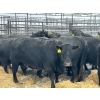 Image 3 : Crooked Creek Farms - 19 Black 4th Calvers (Pen 439)