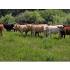 Image 4 : Ranahan Ranch - 700# June/July Delivery Grass Steers - 84 Head (Whitewood, SK)
